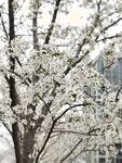 字母界女神『薈萃』帶壞淫戲調教母狗 露出訓犬捆綁 調教金屬光澤閃耀M奴之心 高清