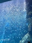 究極核彈 推特39萬粉絲網紅孕婦『雪莉』最強私拍 啪啪露出擠奶全操齊 高清